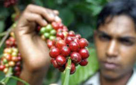 Le producteur ivoirien de café touche € 0,40 de plus que le planteur indien