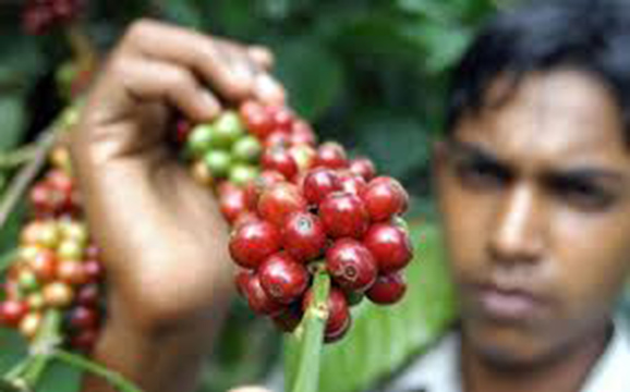 Le producteur ivoirien de café touche € 0,40 de plus que le planteur indien