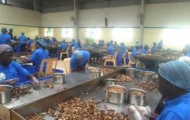 L’usine de décorticage de noix de cajou de Fludor au Bénin est opérationnelle