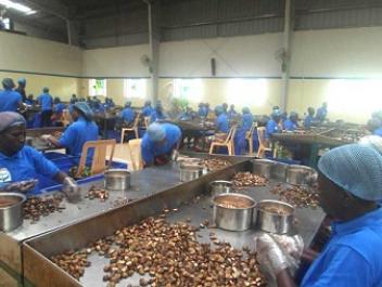 L’usine de décorticage de noix de cajou de Fludor au Bénin est opérationnelle