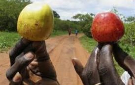 Réforme annoncée de la filière cajou au Bénin