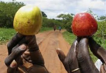 Réforme annoncée de la filière cajou au Bénin