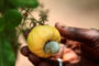 Une épizootie de fièvre aphteuse déclarée dans la région du Nord du Cameroun