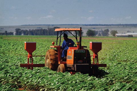 Au Sénégal, l’agriculture conserve sa dynamique en 2017