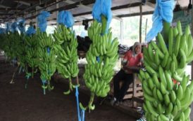 Filière banane : Le Cameroun occupe désormais la 1ère place dans la zone ACP