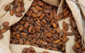 Cameroun: les exportations du cacao ont connu une baisse de 10% au mois de juillet 2018