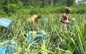 Cameroun – Sécurité alimentaire: Environ 57 milliards de FCFA investis par la BAD pour booster l’agriculture camerounaise