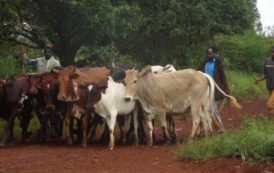Cameroun – Production bovine: La région de l’Adamaoua contribue à 38% environ de la production nationale