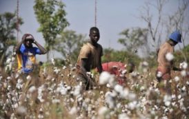 Cameroun : la SODECOTON relance son projet du coton transgénique après un essai raté