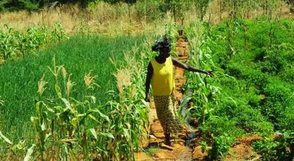 Burkina / Campagne agricole de saison humide 2018-2019 : 16 milliards de franc CFA pour appuyer le monde paysan