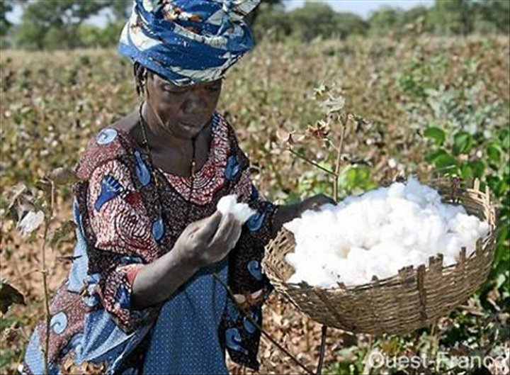 Bénin / Campagne cotonnière 2017-2018: Une production record de 578 000 tonnes annoncée