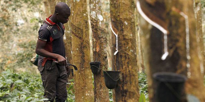 Côte d’Ivoire : la production de caoutchouc devrait atteindre 2 millions de tonnes en 2023