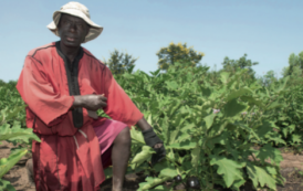Au Sénégal, la production de fruits et légumes a le vent en poupe