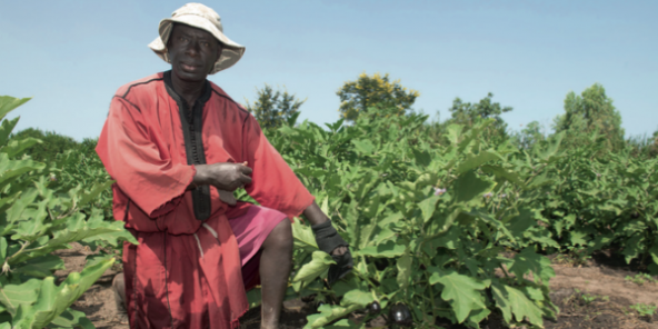 Au Sénégal, la production de fruits et légumes a le vent en poupe