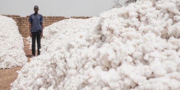 Coton/Campagne 2018-2019 : Le prix maintenu à 265 Fcfa/Kg