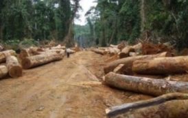 Centrafrique : Deux sociétés forestières disputent l’exploitation des tecks à Sibut
