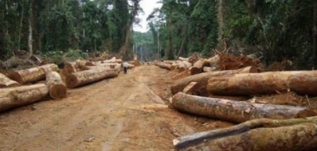Centrafrique : Deux sociétés forestières disputent l’exploitation des tecks à Sibut