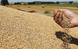 Négoce de céréales au Maroc : une filière en quête d’«oxygène»