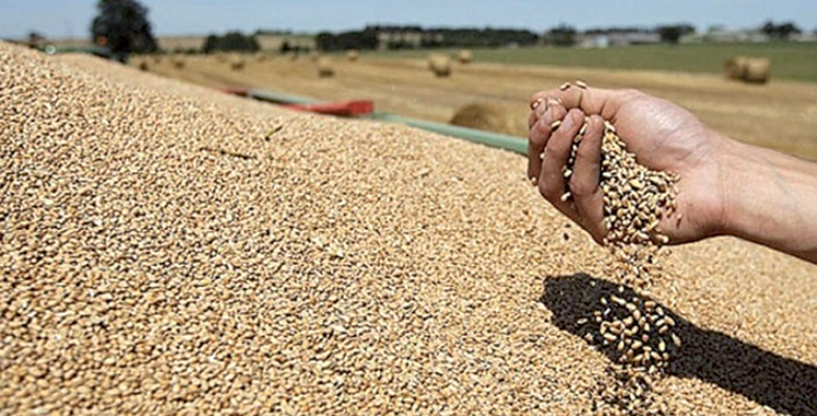 Rencontre maroco-allemande à Kénitra sur la filière céréalière : La qualité du blé au centre des débats