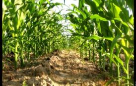 Nigeria : des ambitions agricoles contrariées