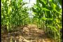 Une bonne moisson lors des Journées de l’administration agricole décentralisée en Côte d’Ivoire