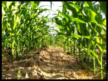 Nigeria : des ambitions agricoles contrariées