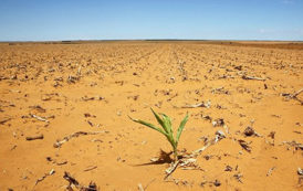 Pour en finir avec l’insécurité alimentaire en Afrique et en Méditerranée