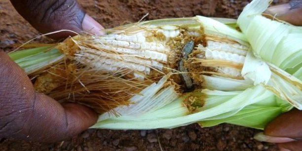 Agriculture : au Zimbabwe la légionnaire d’automne menace de nouveau les récoltes