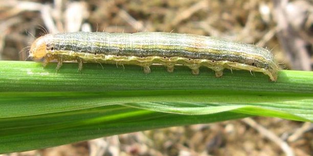 Agriculture : la FAO en renfort dans la lutte contre la chenille légionnaire en Afrique