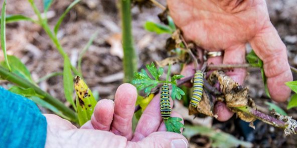 Agriculture : l’ONU convoque une réunion d’urgence pour contrer la prolifération de chenilles légionnaires