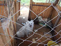 VET CLINIC  Nairob, Kenya