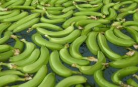Des bananes du Chiapas sur le marché européen