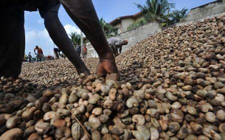 Côte d’Ivoire : les producteurs de noix de cajou plaident pour une hausse du prix plancher