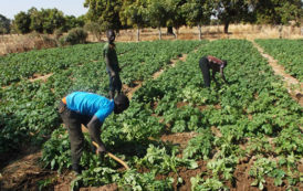 Agro-business au Burkina Faso : «CIMAGRI», un nouveau partenaire des agriculteurs burkinabè