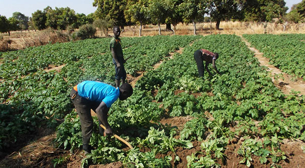 Agro-business au Burkina Faso : «CIMAGRI», un nouveau partenaire des agriculteurs burkinabè