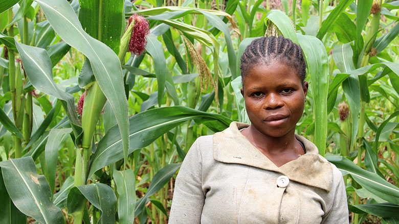 L’assurance indicielle, ou comment protéger les agriculteurs du changement climatique ?