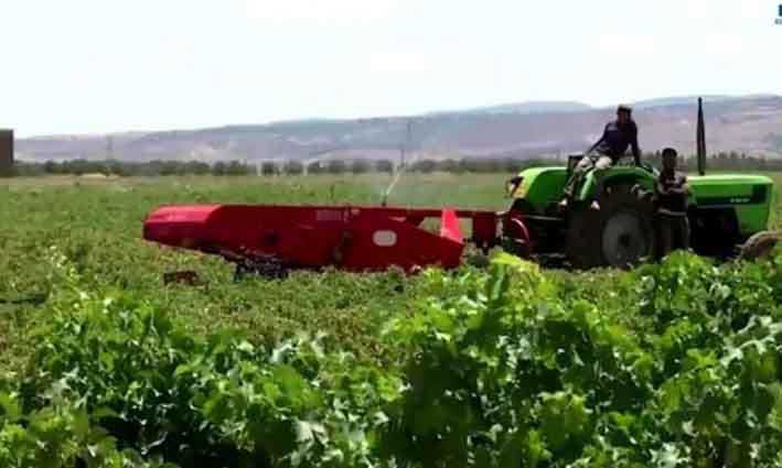 Algerie / Agriculture : signature d’une convention entre la CNMA et l’ENSA