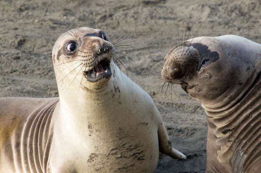 Les grands gagnants du concours des photos d’animaux les plus drôles de 2017