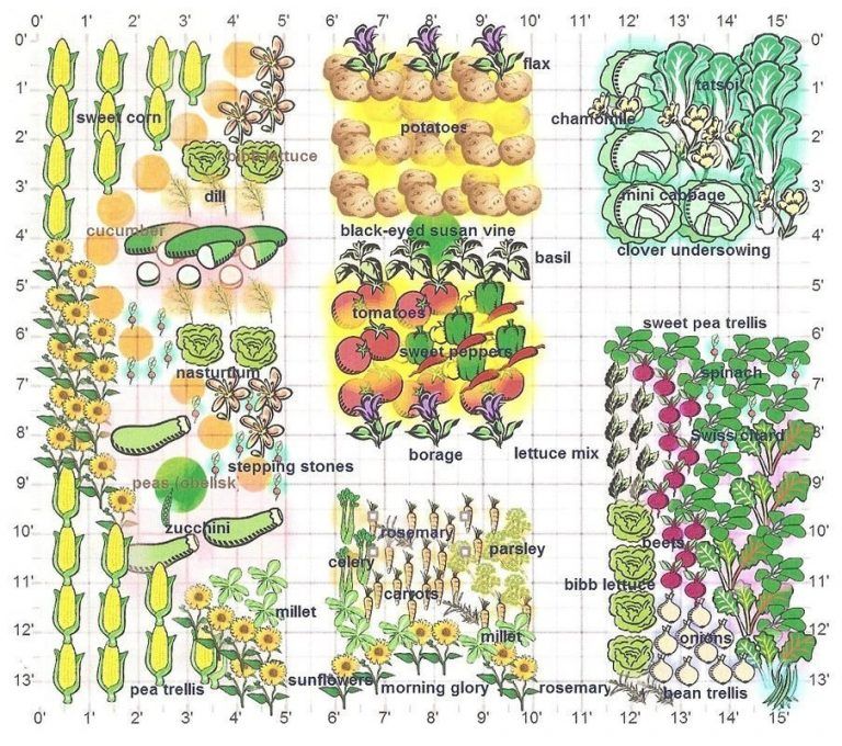 Les tomates détestent les concombres: les secrets de la technique du compagnonnage + de multiples combinaisons de plantation