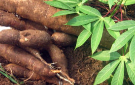 Le Bénin accueille la 4ème conférence internationale sur le manioc