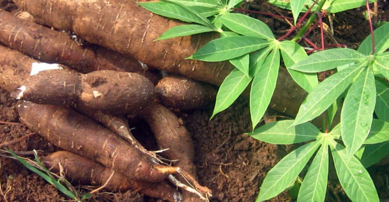 Le Bénin accueille la 4ème conférence internationale sur le manioc