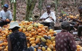 Côte d’Ivoire : le prix du cacao fixé entre 750 et 800 FCFA pour la nouvelle campagne