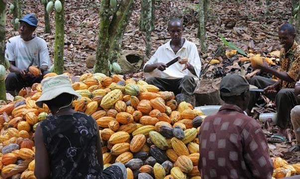 Côte d’Ivoire : le prix du cacao fixé entre 750 et 800 FCFA pour la nouvelle campagne