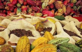 Face à la crise du cacao, la BAD annonce un appui à la Côte d’Ivoire et au Ghana