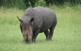 Côte d’Ivoire Tourisme, soutient l’opération “Sauvons le Rhino”