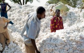 Campagne cotonnière au Burkina: 90 millions d’euros injectés dans le circuit de production