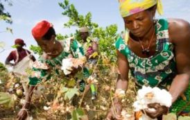 La production de coton biologique grimpe de 38% en Afrique de l’Ouest