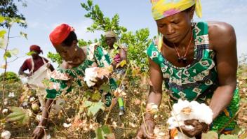 La production de coton biologique grimpe de 38% en Afrique de l’Ouest