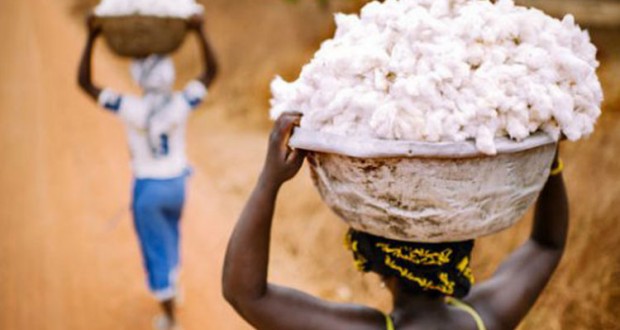 Production de coton : Chasse gardée pour la première place