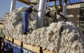 Le SICOT veut stimuler la croissance du coton africain